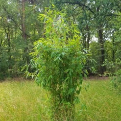 Elfenbein-Bambus 'Ivory Ibis'® (Japo 55' EU-S), 30er-Set, Höhe 80-100 Cm -Der Grillgarten 0425100383 0425100384 Fargesia Ivory Ibis 080100 WEB 2 94511