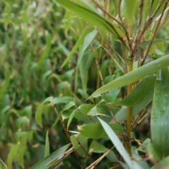 Elfenbein-Bambus 'Ivory Ibis'® (Japo 55' EU-S), 30er-Set, Höhe 80-100 Cm -Der Grillgarten 0425100383 0425100384 Fargesia Ivory Ibis 080100 WEB 4 94514