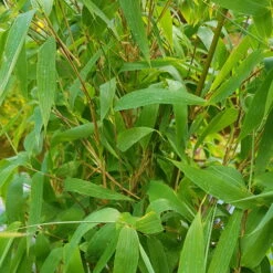 Elfenbein-Bambus 'Ivory Ibis'® (Japo 55' EU-S), 30er-Set, Höhe 80-100 Cm -Der Grillgarten 0425100383 0425100384 Fargesia Ivory Ibis 080100 WEB 6 94512