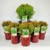 Kugel-Lebensbaum, 6er-Mix Set, 5x Topf 2 Liter + 1x Topf 8,7 Liter -Der Grillgarten 0430107417 Thuja occ Danica Mix 6er Set 104904