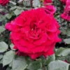 Duftende Edelrose 'Bellevue'®, Purpurrot, Topf 6 Liter -Der Grillgarten 0460100686 KB Bellevue Premium Edelrose Co6lt purpurrot 40364