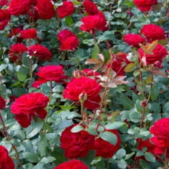 Edelrose 'Marlene®', Rot, Topf 6 Liter -Der Grillgarten 0460100759 Marlene Premium Edelrose Co6lt 2 118840