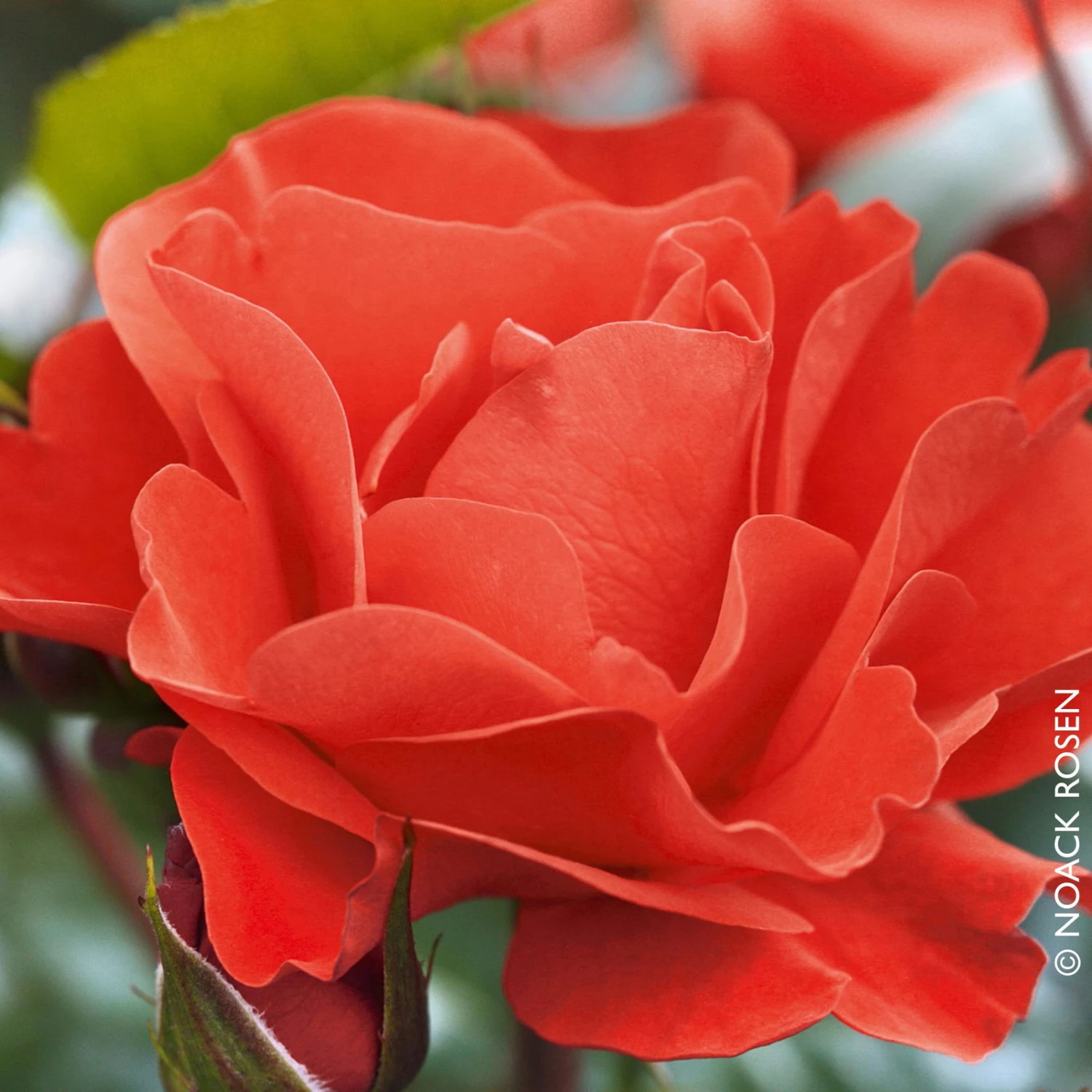 Beetrose 'Westpoint'®, Blutorange, Doppelbogen, Topf 10 Liter 4 Beetrose 'Westpoint'®, Blutorange, Doppelbogen, Topf 10 Liter – Bild 2