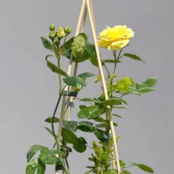 Duftende Beetrose 'Yellow Meilove®', Hellgelb, Topf 6 Liter -Der Grillgarten 0460200845 beetrose yellow meilove premium 1 124087