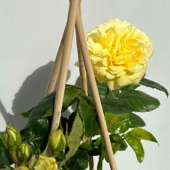 Duftende Beetrose 'Yellow Meilove®', Hellgelb, Topf 6 Liter -Der Grillgarten 0460200845 beetrose yellow meilove premium 4 123891