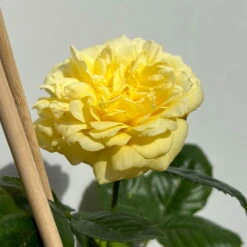 Duftende Beetrose 'Yellow Meilove®', Hellgelb, Topf 6 Liter -Der Grillgarten 0460200845 beetrose yellow meilove premium 5 123892