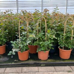 Beetrose 'Westpoint'®, Blutorange, Doppelbogen, Topf 10 Liter 19 Beetrose 'Westpoint'®, Blutorange, Doppelbogen, Topf 10 Liter -Der Grillgarten 0460850981 rose westpoint doppelbogen 1 124046