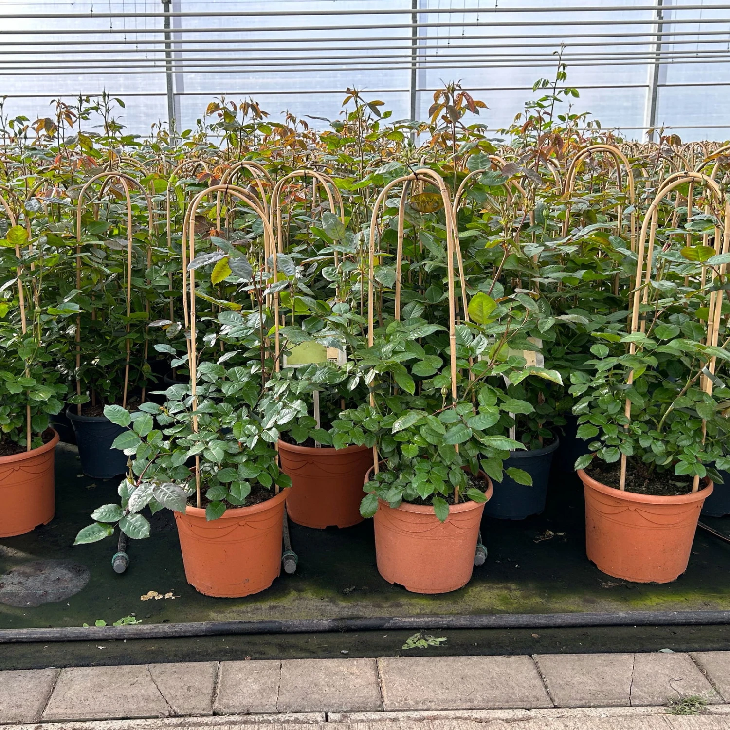 Beetrose 'Westpoint'®, Blutorange, Doppelbogen, Topf 10 Liter 7 Beetrose 'Westpoint'®, Blutorange, Doppelbogen, Topf 10 Liter – Bild 5