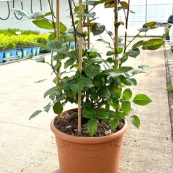 Beetrose 'Westpoint'®, Blutorange, Doppelbogen, Topf 10 Liter 17 Beetrose 'Westpoint'®, Blutorange, Doppelbogen, Topf 10 Liter -Der Grillgarten 0460850981 rose westpoint doppelbogen 3 124044