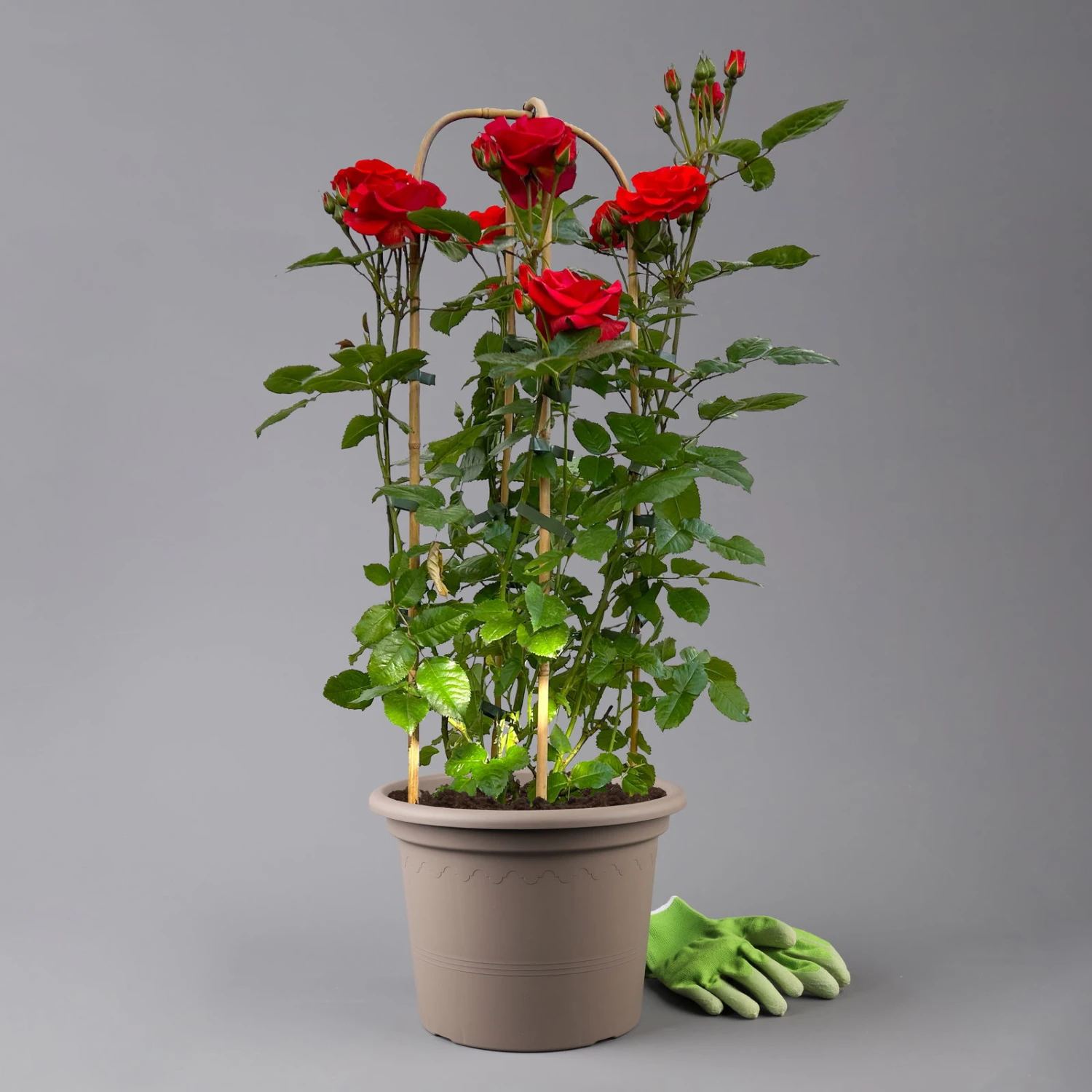 Beetrose 'Westpoint'®, Blutorange, Doppelbogen, Topf 10 Liter 6 Beetrose 'Westpoint'®, Blutorange, Doppelbogen, Topf 10 Liter – Bild 4