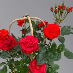 Beetrose 'Westpoint'®, Blutorange, Doppelbogen, Topf 10 Liter 20 Beetrose 'Westpoint'®, Blutorange, Doppelbogen, Topf 10 Liter -Der Grillgarten 0460850981 rose westpoint premium doppelbogen 3 125107