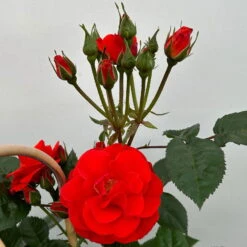 Beetrose 'Westpoint'®, Blutorange, Doppelbogen, Topf 10 Liter 22 Beetrose 'Westpoint'®, Blutorange, Doppelbogen, Topf 10 Liter -Der Grillgarten 0460850981 rose westpoint premium doppelbogen 4 124619