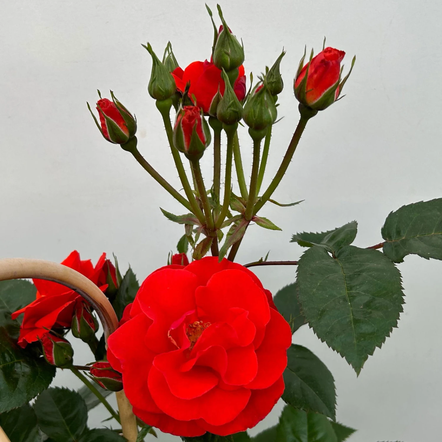 Beetrose 'Westpoint'®, Blutorange, Doppelbogen, Topf 10 Liter 10 Beetrose 'Westpoint'®, Blutorange, Doppelbogen, Topf 10 Liter – Bild 8