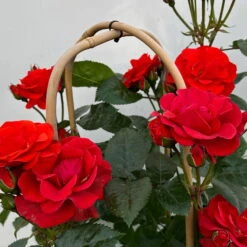 Beetrose 'Westpoint'®, Blutorange, Doppelbogen, Topf 10 Liter 21 Beetrose 'Westpoint'®, Blutorange, Doppelbogen, Topf 10 Liter -Der Grillgarten 0460850981 rose westpoint premium doppelbogen 5 124618