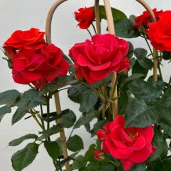 Beetrose 'Westpoint'®, Blutorange, Doppelbogen, Topf 10 Liter 23 Beetrose 'Westpoint'®, Blutorange, Doppelbogen, Topf 10 Liter -Der Grillgarten 0460850981 rose westpoint premium doppelbogen 6 124620