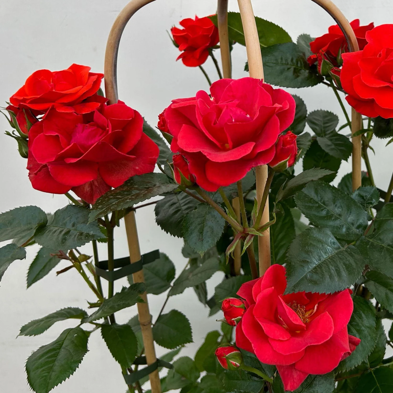 Beetrose 'Westpoint'®, Blutorange, Doppelbogen, Topf 10 Liter 11 Beetrose 'Westpoint'®, Blutorange, Doppelbogen, Topf 10 Liter – Bild 9