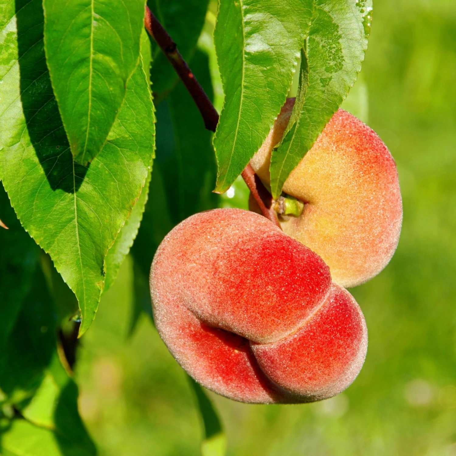 Kölle Bio Tellernektarine, Topf 10 Liter 3 Kölle Bio Tellernektarine, Topf 10 Liter