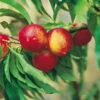 Kölle Bio Zwergnektarine 'Rubis'® Necta ZeeⓈ, Topf 7,5 Liter -Der Grillgarten 0480670031 K.B. Zwergnektarine Rubis Necta Zee 7 7 5lt 2 53313