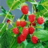 Sommerhimbeeren 'Willamette', 4er-Set, Topf Je 2 Liter -Der Grillgarten 0480900205 Sommerhimbeere Willamette 4er Set1 76464