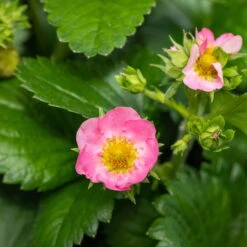 Der Grillgarten -Der Grillgarten 048091 fragaria x ananassa erdbeerpflanze rosa bluete 124922