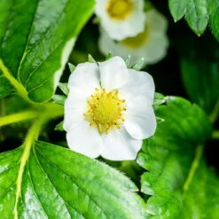 Der Grillgarten -Der Grillgarten 048091 fragaria x ananassa erdbeerpflanze weisse bluete 124923 2
