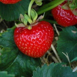 Der Grillgarten 11 6er-Set Erdbeere Hummi® 'Herzle', Je Im 9 Cm Topf