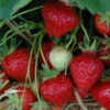 6er-Set Hummi® Erdbeere, Fragaria X Ananassa 'Rimona', Topf-Ø 9 Cm -Der Grillgarten 0480910397 Hummi Rimona 6er 1 78172