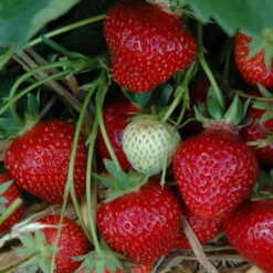 Der Grillgarten 13 6er-Set Hummi® Erdbeere, Fragaria X Ananassa 'Rimona', Topf-Ø 9 Cm
