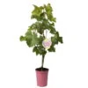 Tafeltraube 'Katharina®' -Der Grillgarten 0480930188 Koelles Beste Tafeltraube Katharina rosa RGB 4 7141