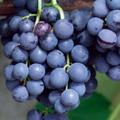 Kernlose Tafeltraube 'Venus®' -Der Grillgarten 0480930216 KB Tafeltraube Venus Co2lt blau kernlos 1 126782