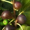 Feige 'Brown Turkey', Busch, Topf 5 Liter 1 Feige 'Brown Turkey', Busch, Topf 5 Liter -Der Grillgarten 0480940075 Ficus carica Brown Turkey Feige Busch 87458