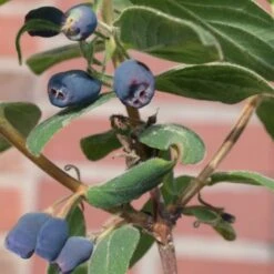 Der Grillgarten 5 4er-Set Sibirische Blaubeere 'Blue Velvet'® (Lonicera Kamtschatica), Höhe 25-30 Cm, Im 3 Liter Topf