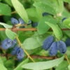 4er-Set Sibirische Blaubeere MyBerry® 'Sweet' (Lonicera Kamtschatica), Höhe 25-30 Cm, Im 3 Liter Topf 1 4er-Set Sibirische Blaubeere MyBerry® 'Sweet' (Lonicera Kamtschatica), Höhe 25-30 Cm, Im 3 Liter Topf -Der Grillgarten 0480950633 Lonicera kamt MyBerry Sweet 4erSet sib Blaubeere 025 030 Co 3lt 1 62592