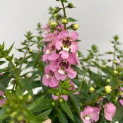 Angelonia Rosa, Topf-Ø 12 Cm, 6er-Set -Der Grillgarten 0610103602 Angelonia T12 rosa 6er Set WS 3 95673