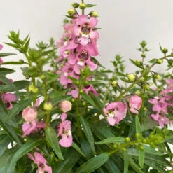 Angelonia Rosa, Topf-Ø 12 Cm, 6er-Set -Der Grillgarten 0610103602 Angelonia T12 rosa 6er Set WS 4 95674