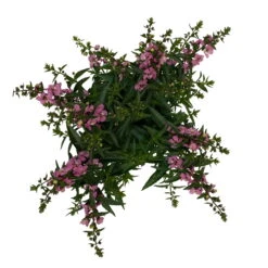 Angelonia Rosa, Topf-Ø 12 Cm, 6er-Set -Der Grillgarten 0610103602 Angelonia T12 rosa 6er Set WS 5 95832