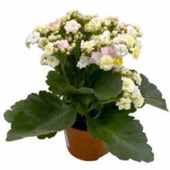 Neu eingetroffen -Der Grillgarten 0610103650 Outdoor Kalanchoe Mozaic wechselfarbig 6er Set 5 113823