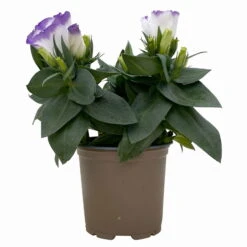 Lisianthus, Farben Zufällig, Topf-Ø 10,5 Cm, 8er-Set -Der Grillgarten 0610103651 Lisianthus weiss 8er Set 2 113846