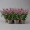 Angelonia Rosa, Topf-Ø 12 Cm, 6er-Set -Der Grillgarten 0610103666 Angelonia T12 rosa 6er Set 1 125910