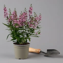 Angelonia Rosa, Topf-Ø 12 Cm, 6er-Set -Der Grillgarten 0610103666 Angelonia T12 rosa 6er Set 2 125911
