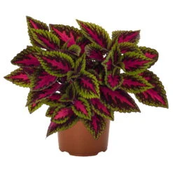 Buntnessel 'Ruby Road' Dunkelviolett-pink-grün, Topf-Ø 12 Cm, 6er-Set -Der Grillgarten 0610180250 Solenostemon scut T12 Ruby Road 6er Set WS 6 93223
