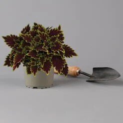 Buntnessel 'Bourbon Street' Dunkelrot-grün, Topf -Ø 12 Cm, 6er-Set 12 Buntnessel 'Bourbon Street' Dunkelrot-grün, Topf -Ø 12 Cm, 6er-Set -Der Grillgarten 0610180337 coleus bourbon street 2 124149