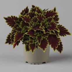Buntnessel 'Bourbon Street' Dunkelrot-grün, Topf -Ø 12 Cm, 6er-Set 14 Buntnessel 'Bourbon Street' Dunkelrot-grün, Topf -Ø 12 Cm, 6er-Set -Der Grillgarten 0610180337 coleus bourbon street 3 124151