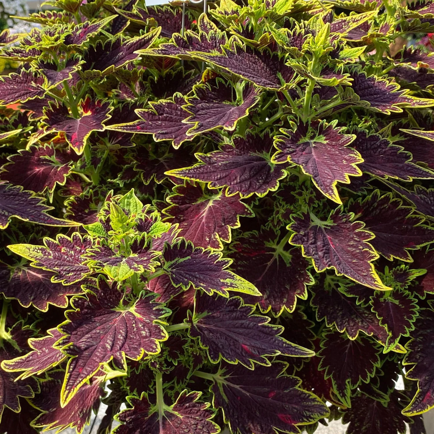 Buntnessel 'Bourbon Street' Dunkelrot-grün, Topf -Ø 12 Cm, 6er-Set 4 Buntnessel 'Bourbon Street' Dunkelrot-grün, Topf -Ø 12 Cm, 6er-Set – Bild 2