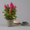 Celosia 'Kelos Fire Pink' Pink, Topf-Ø 12 Cm, 6er-Set 2 Celosia 'Kelos Fire Pink' Pink, Topf-Ø 12 Cm, 6er-Set -Der Grillgarten 0610240086 Celosia argentea T12 6er Set pink Kelos fire Pink 123641 1