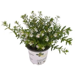 Japanische Scheinmyrte, 6er-Set, Cuphea Hyssopifolia, Weiß, Topf 11 Cm Ø -Der Grillgarten 0610260035 Cuphea T11 weiss 6er Set 2 93149