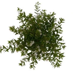 Japanische Scheinmyrte, 6er-Set, Cuphea Hyssopifolia, Weiß, Topf 11 Cm Ø -Der Grillgarten 0610260035 Cuphea T11 weiss 6er Set 4 93148