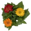 Zinnie 'Trio' Bunt, Mix Nach Verfügbarkeit, Topf-Ø 12 Cm, 6er-Set -Der Grillgarten 0610420117 Zinnia elegans Trio T13 nach Verfuegbarkeit 6er Set 12 112500