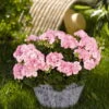 Geranie 'Green Idols Apple Blossom' Hellrosa, Stehend, Topf-Ø 13 Cm, 6er-Set -Der Grillgarten 0612140036 KB Pelargonium zonale GreenIdols Appleblossom1 77761