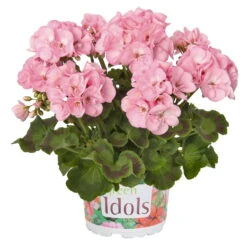 Geranie 'Green Idols Apple Blossom' Hellrosa, Stehend, Topf-Ø 13 Cm, 6er-Set -Der Grillgarten 0612140036 KB Pelargonium zonale GreenIdols Appleblossom2 77762